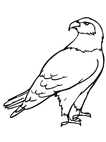 Hawk Bird Coloring Page